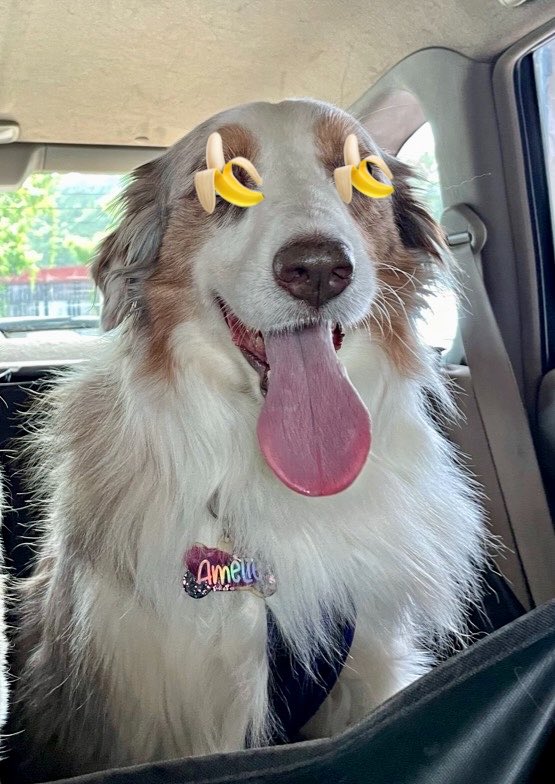 WildflowersTale's tweet image. Bananas for hooman 🍌 
 #postafavpic4VioletApr26 #dogs