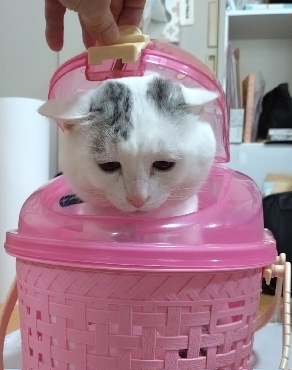 テンちゃん 出勤 出仕くんの邪魔をして遊ぶ気満々で伸び伸びしてるけど
