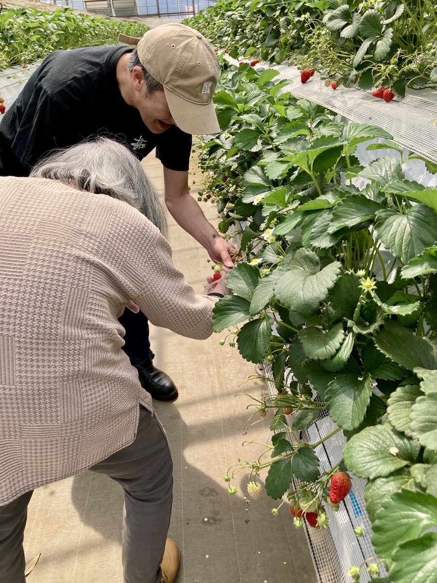 acoravel's tweet photo. 大好きな2人と一緒にイチゴ狩りに
行ってきました🍓甘い〜楽しい😀
「アンデルセンいちご農園」さんは、
テーブルとイスもありゆっくりできて、
高齢者とのお出かけにもお勧めです♪
幸せな時間☘️ありがとう😊 https://t.co/xvOWyfYlr8
