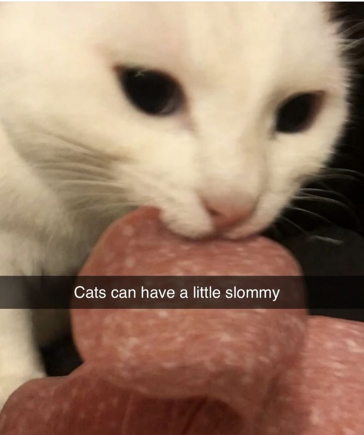 i like food tweet media