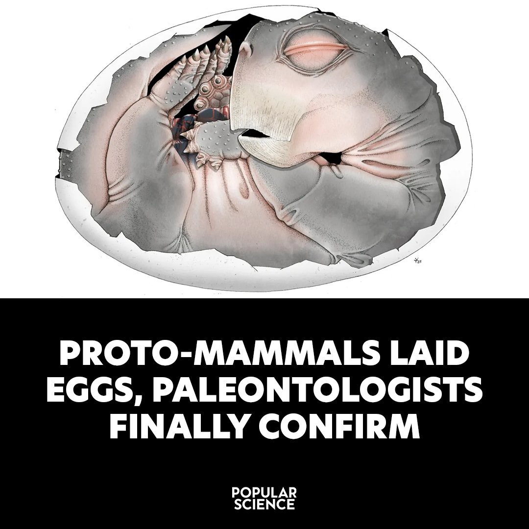 Popular Science tweet media