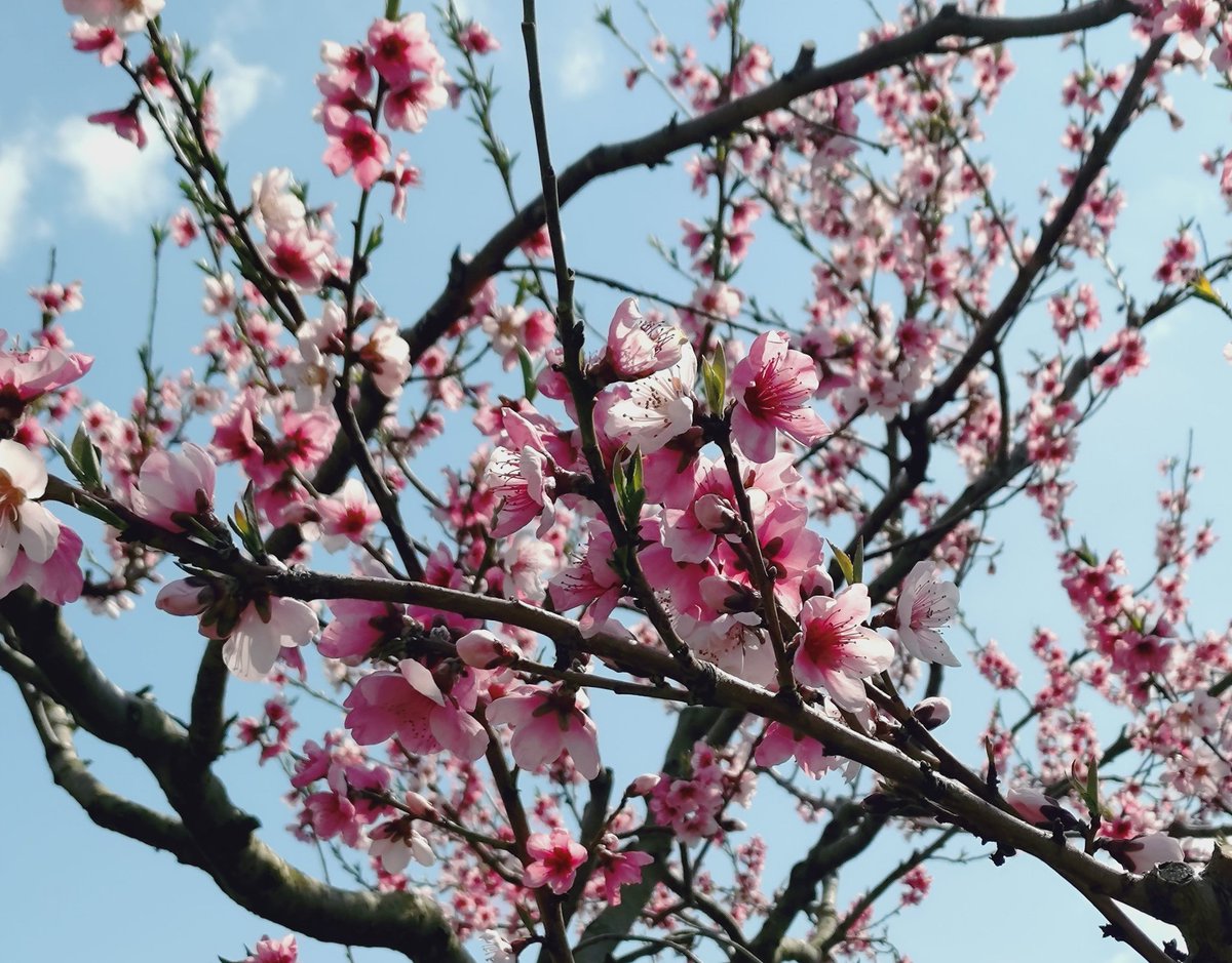 はなこ📎(ペンタスはなこ) tweet media