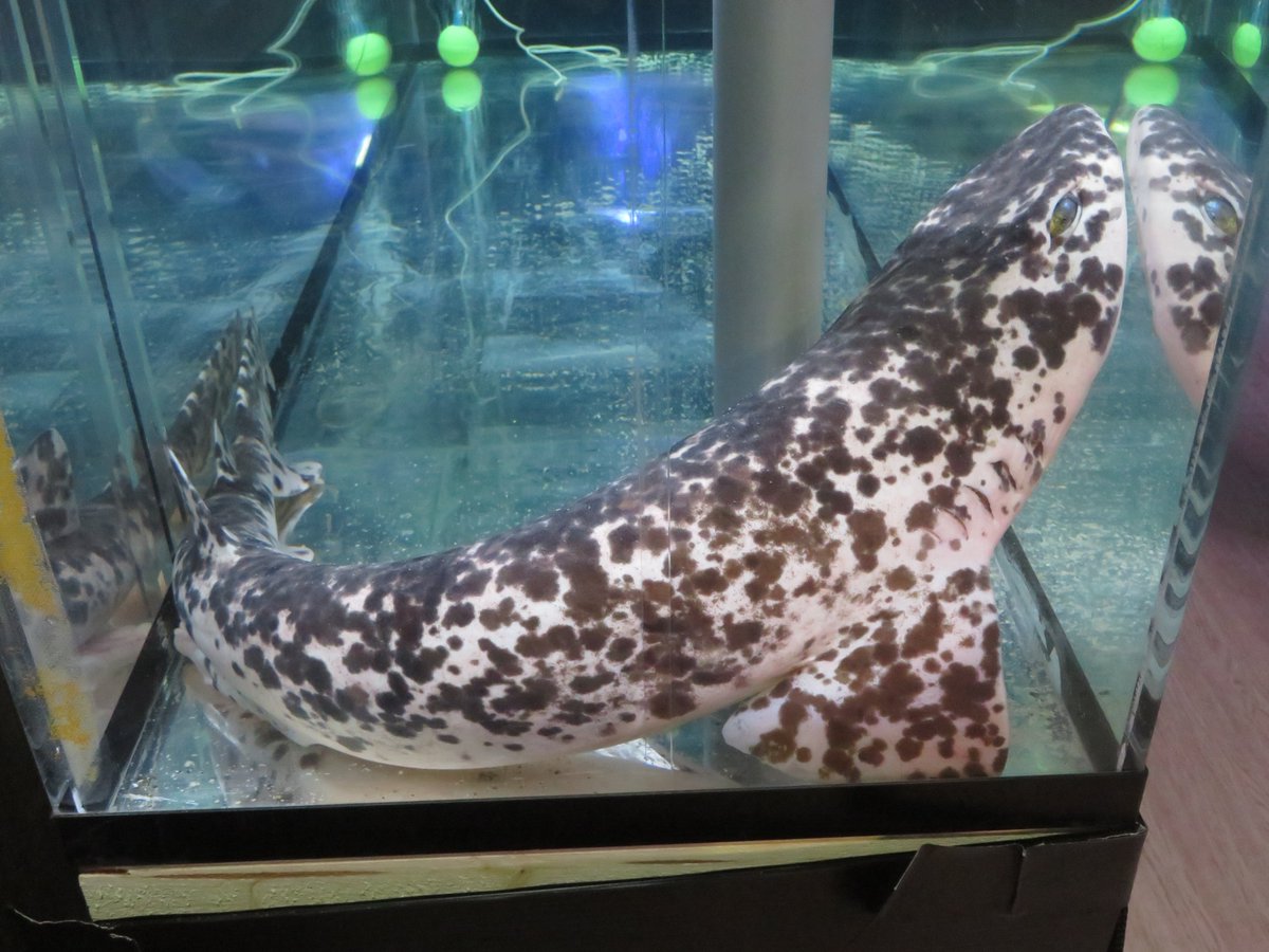 週イチ水族館 tweet media