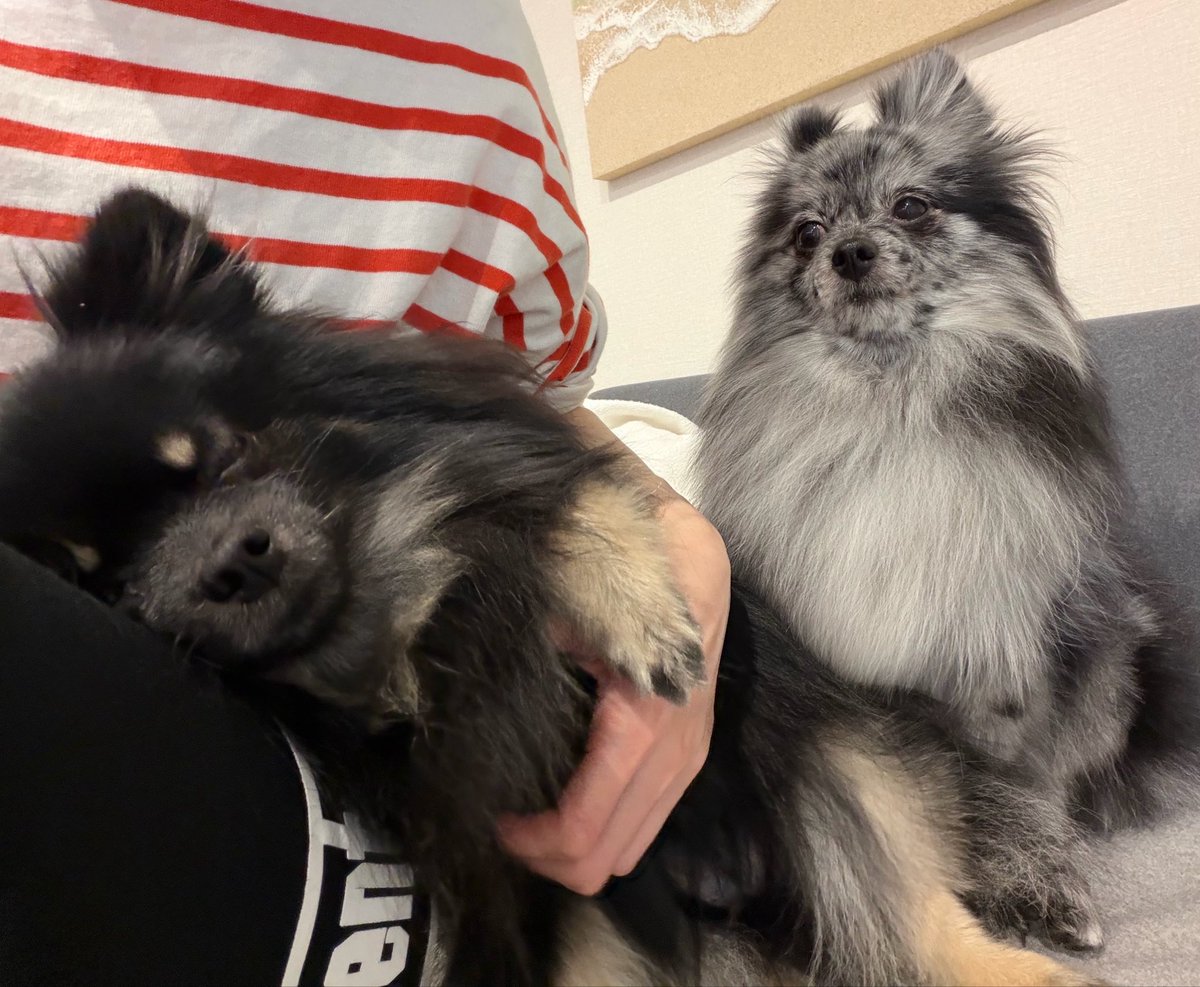 ちぷひまさくら🐻🌻🌸ポメラニアン tweet media