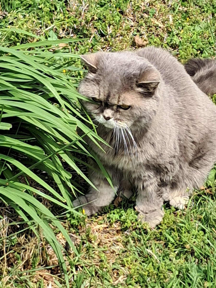 OfSerena 🏳️‍🌈👭🐈💖🏳️‍🌈 #gh tweet media