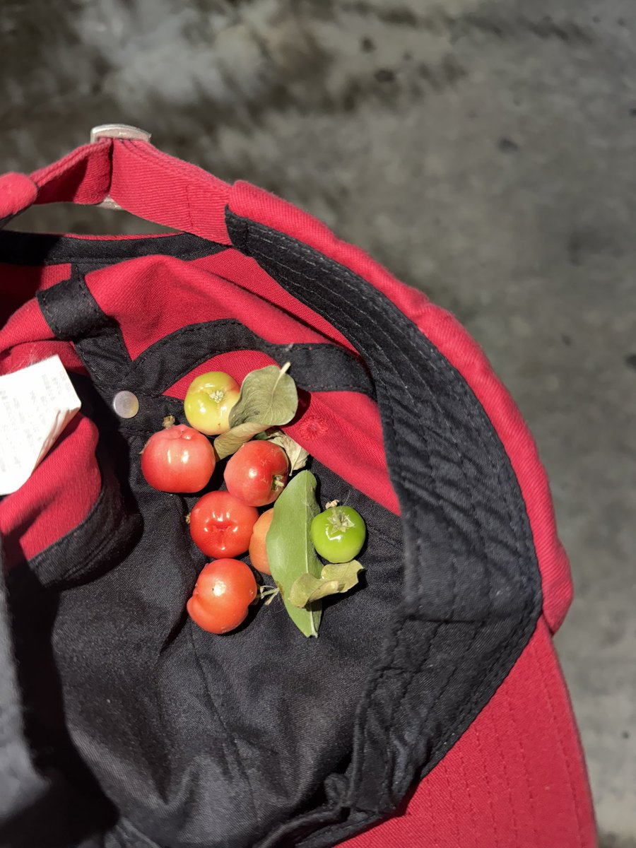 タヌちゃん（ธนูจัง) tweet media