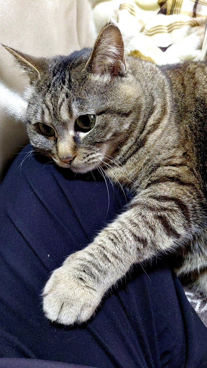 nyashimohu's tweet photo. 出かけようとしたらこれ
 
#猫 https://t.co/RcVeM5rat4