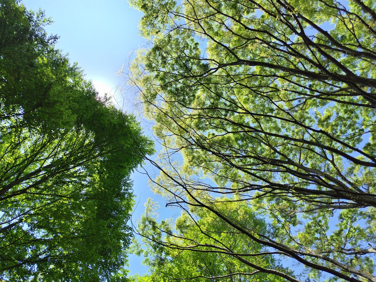 Burning Rabbit tweet media