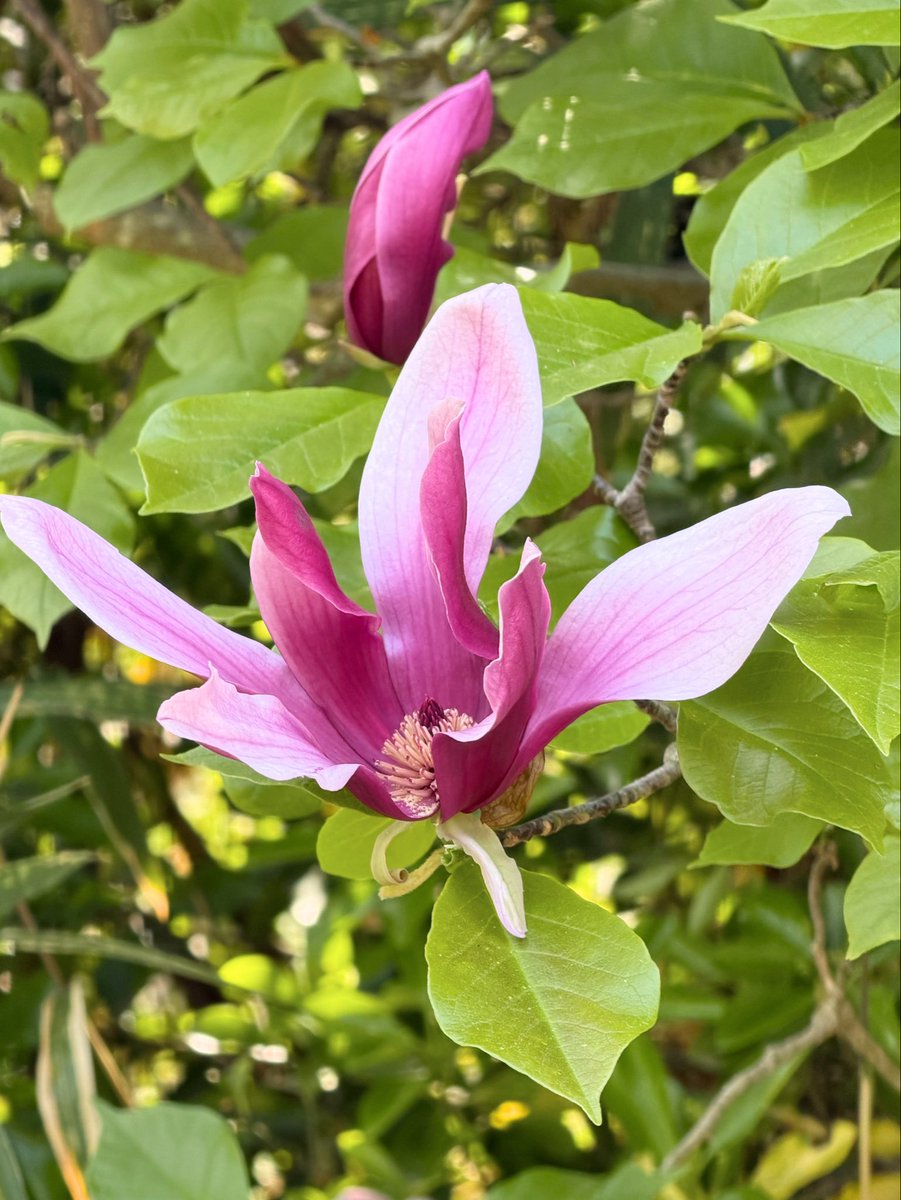 小林 広美@平塚漢方堂（水曜日・日曜日はお休みします。） tweet media