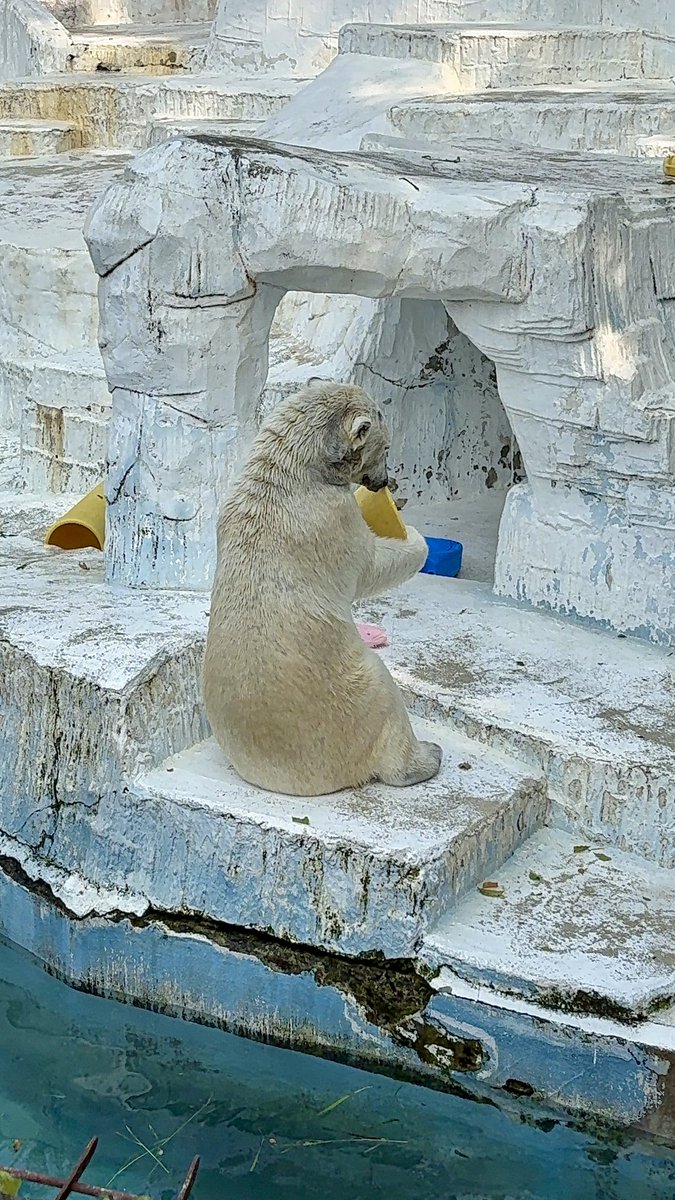 イアラ🐻‍❄️‎🤍 tweet media