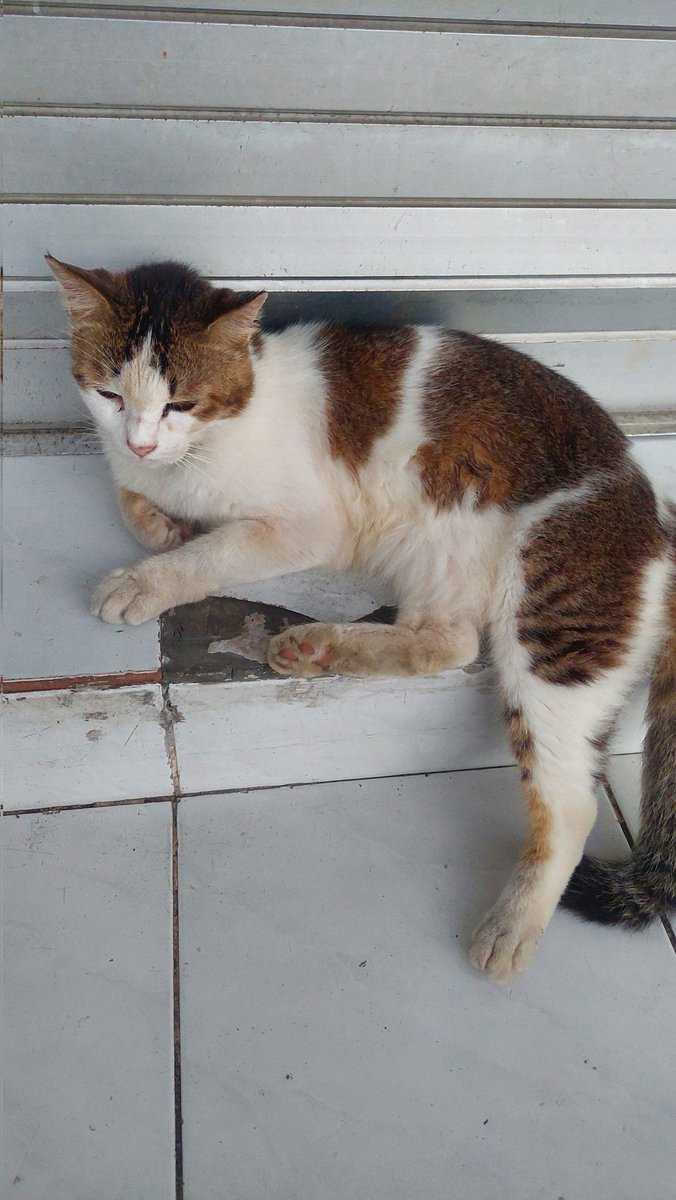 _alifbatsa's tweet photo. kucing nasi kuning jln. nusa kambangan part.2 https://t.co/HHs1XMrWmy