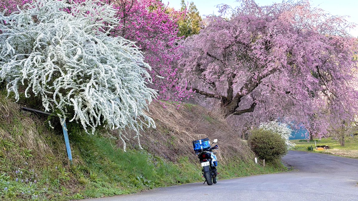 レプソってる？ tweet media