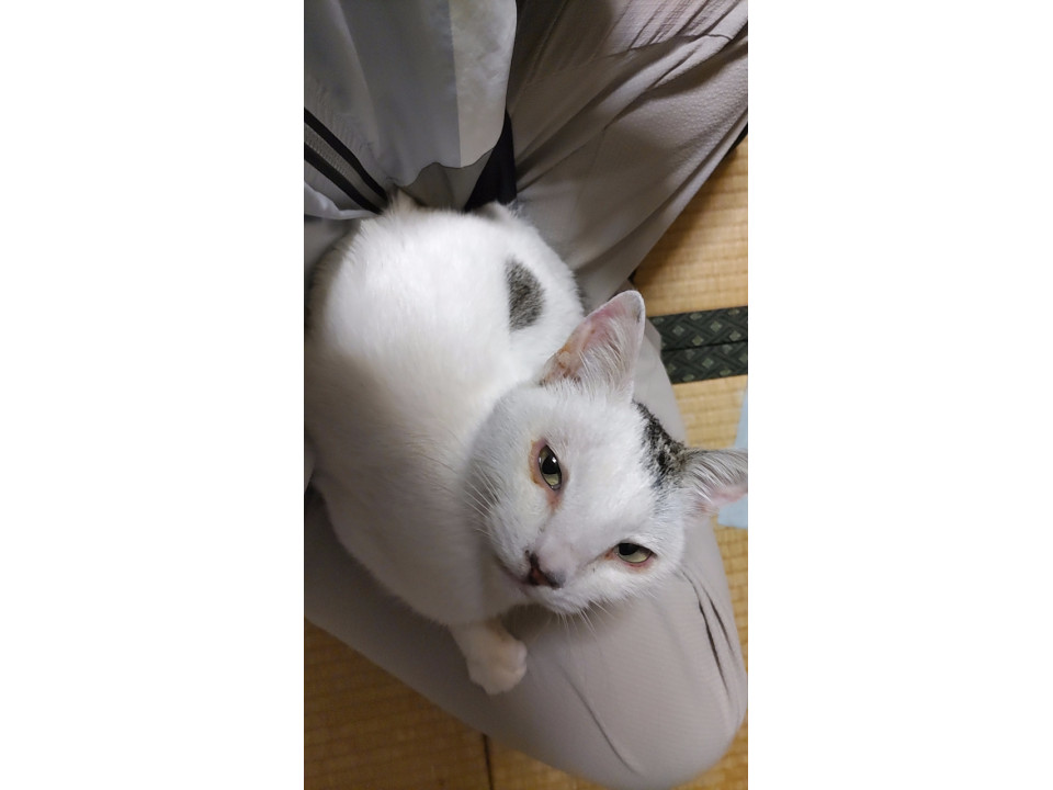 【ネコジルシ】迷い猫情報 tweet media