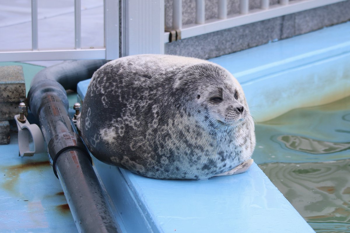 既視感のあるフォルムの月ちゃん

(📷：2026/04)
#とっかりセンター #アザラシランド
#ワモンアザラシ
#月