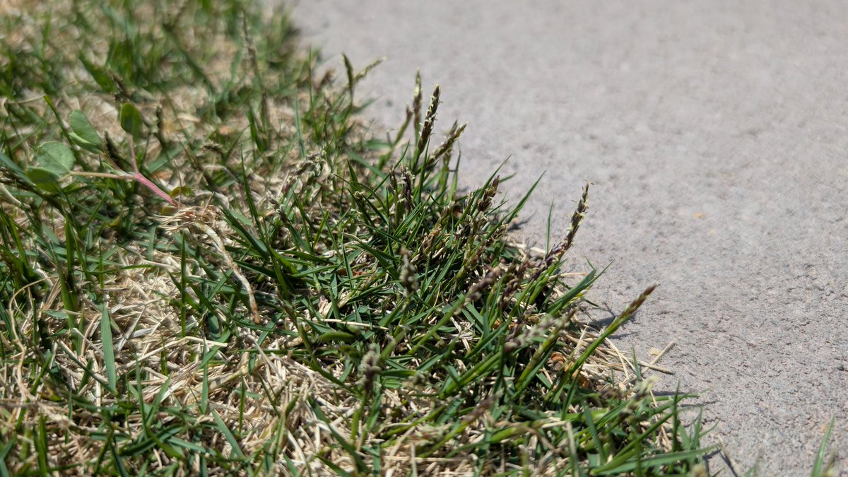 もう穂が出てきて黒くなってる🌾
去年より1ヶ月くらい早い気がする