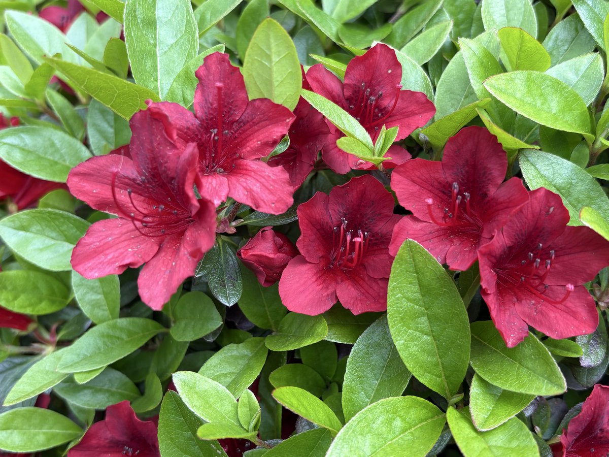 🎸Mysato🎸 tweet media