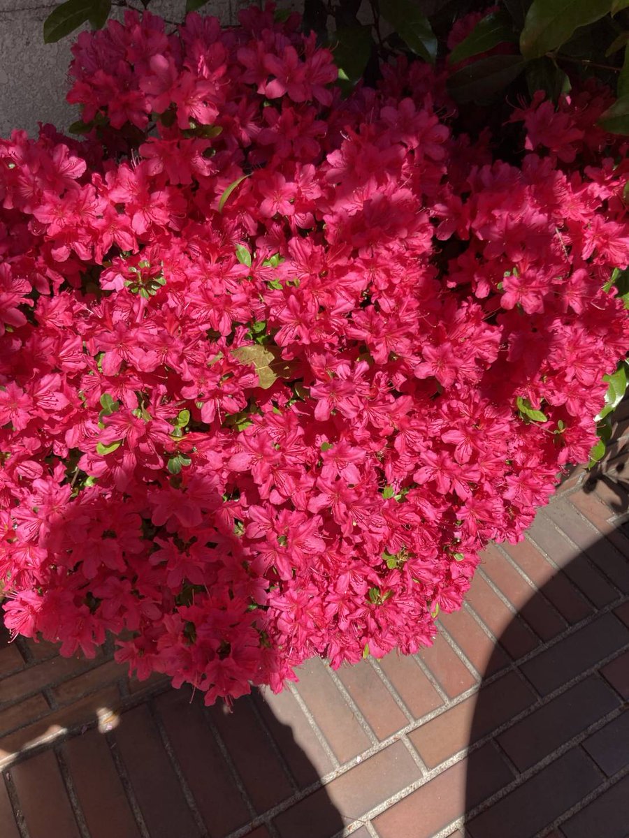Chuo_Yazaki's tweet photo. おはようございます。いろんな所にお花がきれいに咲いてるなぁなんて歩いてたら会社の花壇にも綺麗にお花がさいていました💠明日から料金改定です🚖お待たせしてしまうこ���もあるかもしれませんがお花にでも癒やされてくださいまし🐸
お気をつけてお越しください✨ https://t.co/K0PqQoHwj1