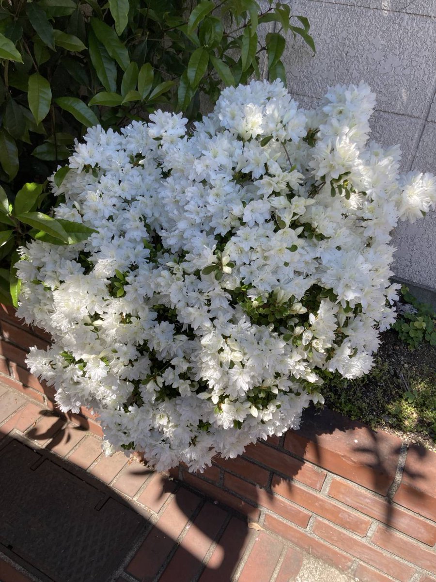 Chuo_Yazaki's tweet photo. おはようございます。いろんな所にお花がきれいに咲いてるなぁなんて歩いてたら会社の花壇にも綺麗にお花がさいていました💠明日から料金改定です🚖お待たせしてしまうこ���もあるかもしれませんがお花にでも癒やされてくださいまし🐸
お気をつけてお越しください✨ https://t.co/K0PqQoHwj1