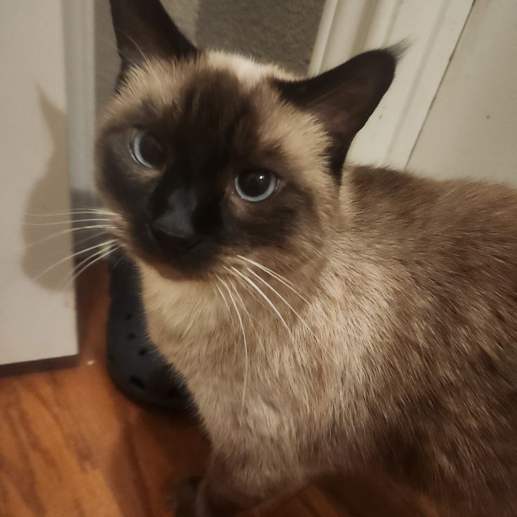 nana 𑄹 tweet media