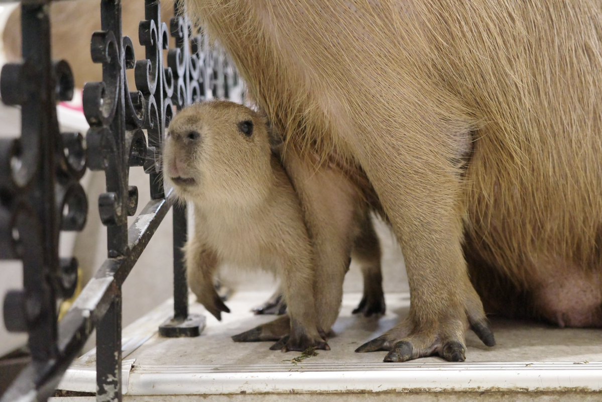 通りま〜ちゅ！

#カピバラ #capybara #アニタッチ #アニタッチ東京ドームシティ