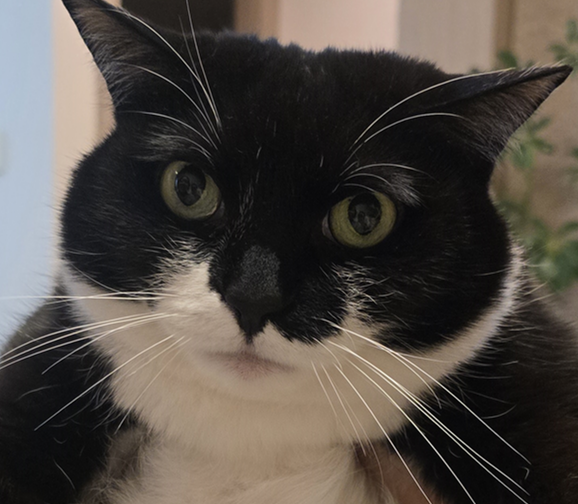 가정용 회오리감자 아기황소 은교 김민지 tweet media