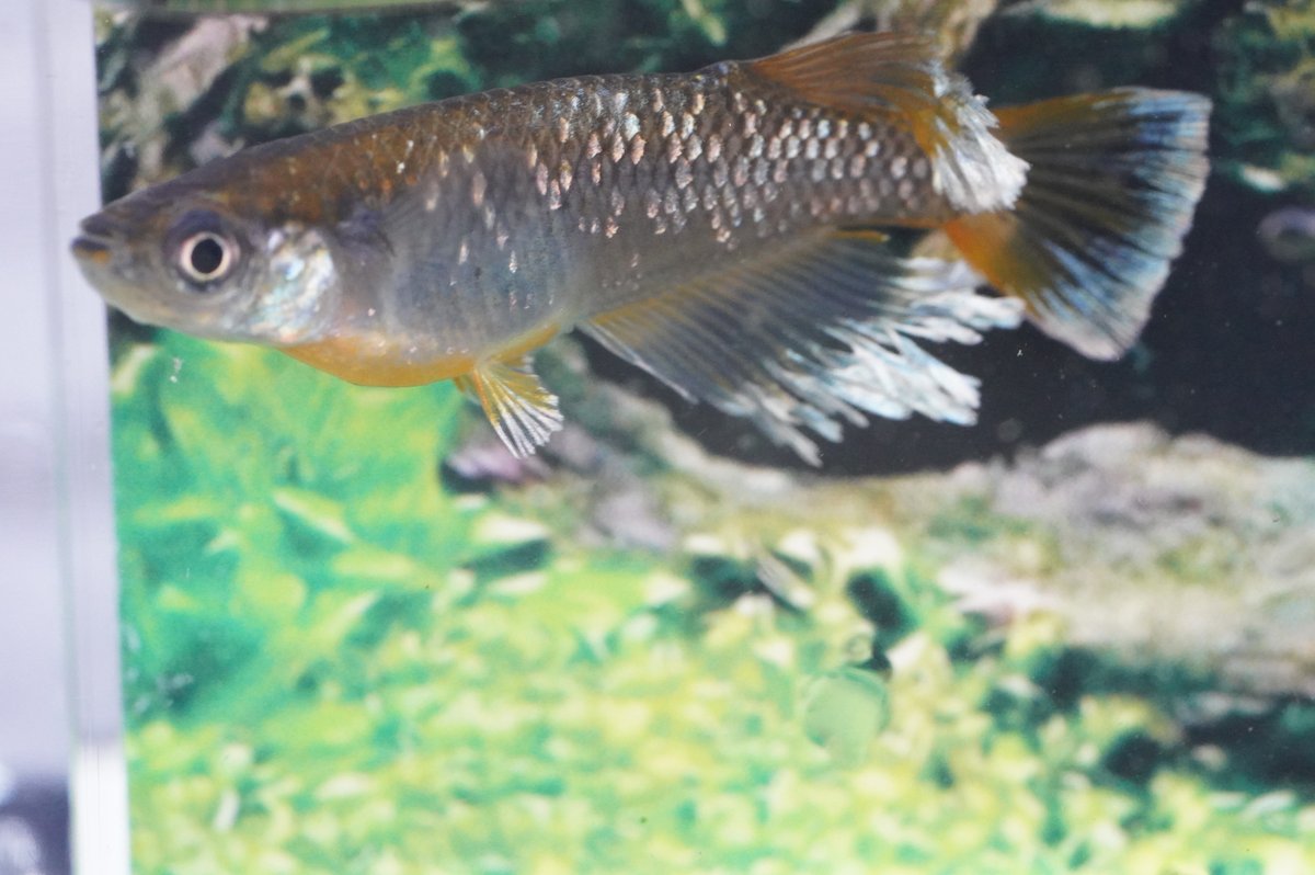 球磨メダカ牧場 tweet media