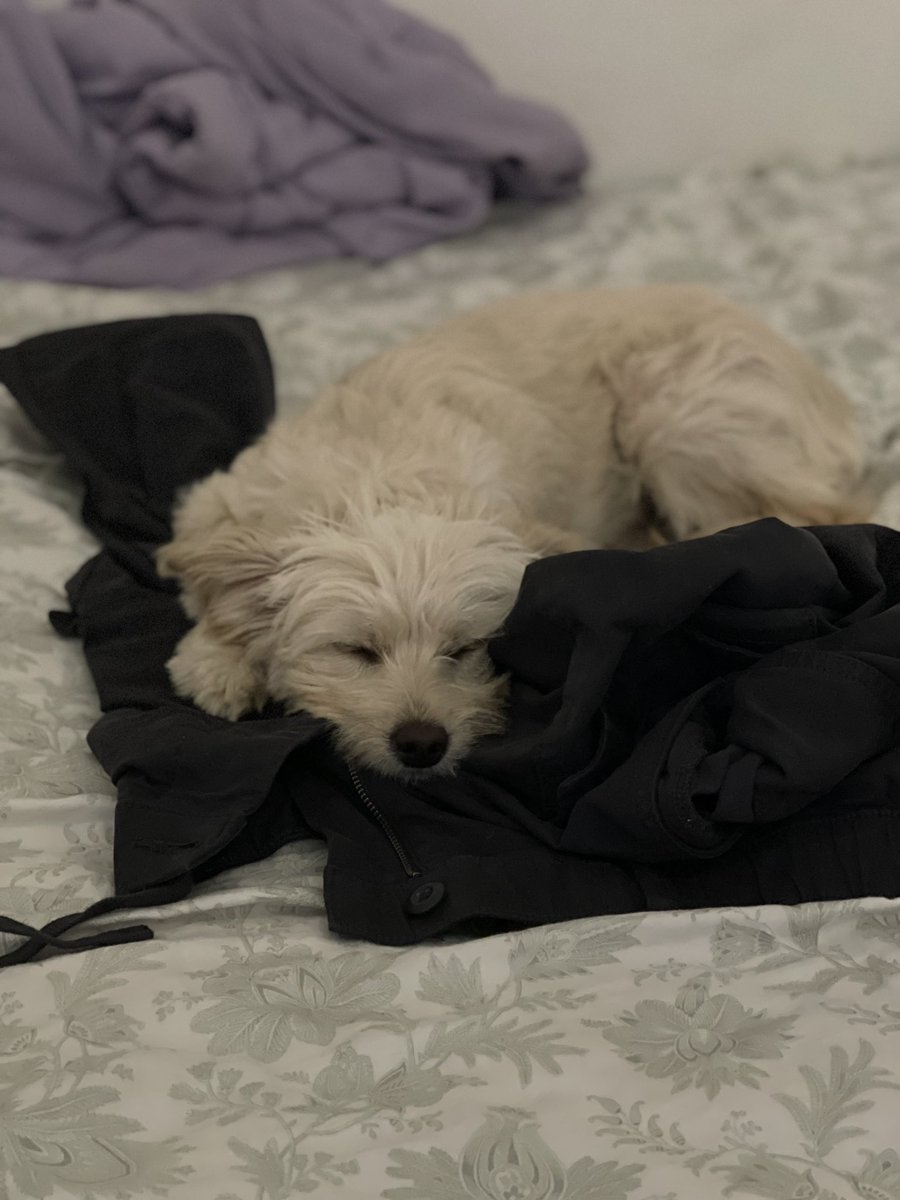 Fawn Nivalen tweet media