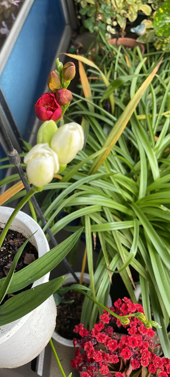 #和菓子青柳🎀女将🆕🫚🍡🫶 tweet media