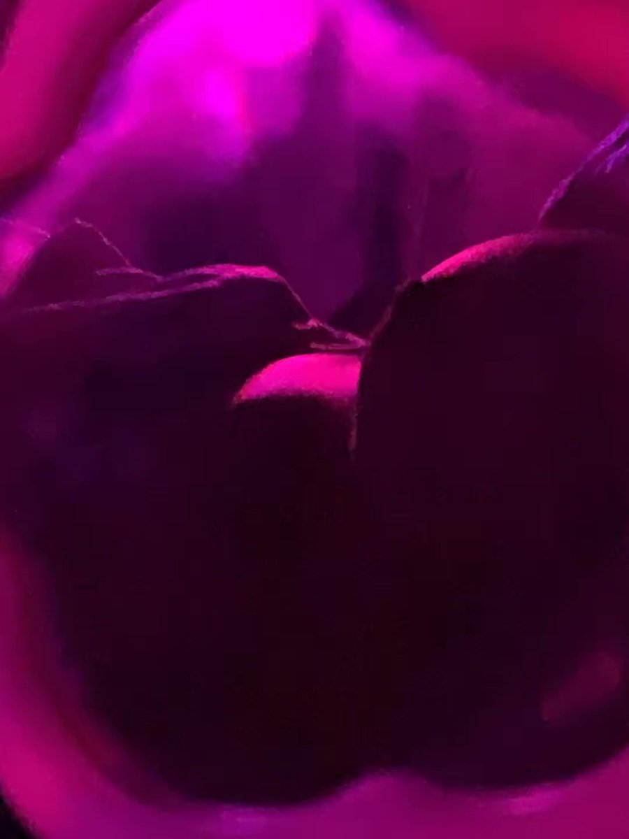 Anh Thư tweet media