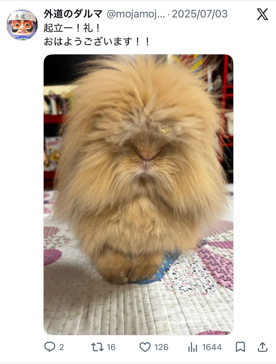 外道のダルマ tweet media