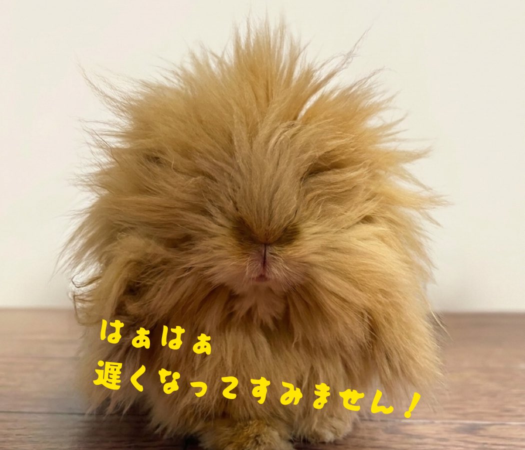 外道のダルマ tweet media