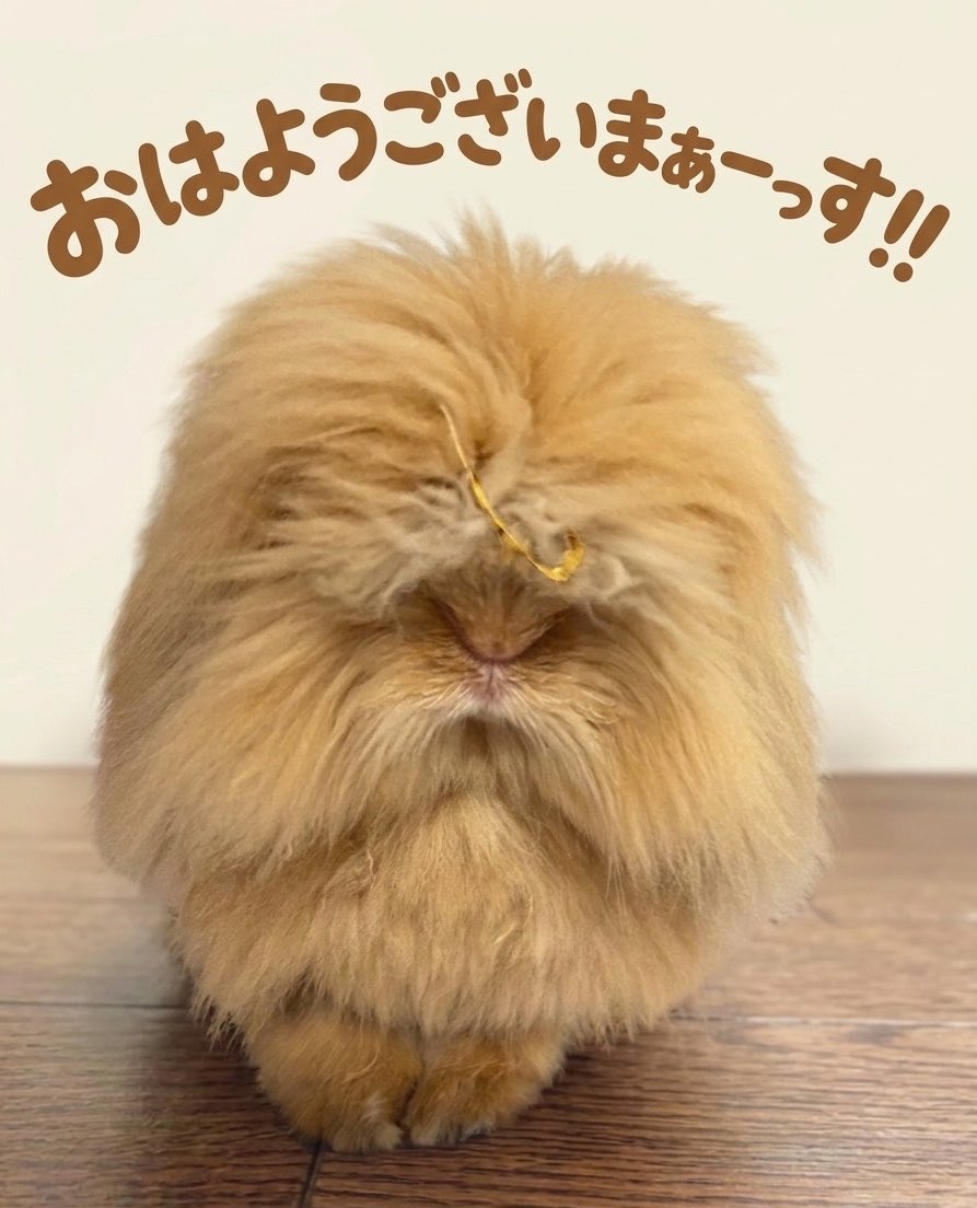 外道のダルマ tweet media