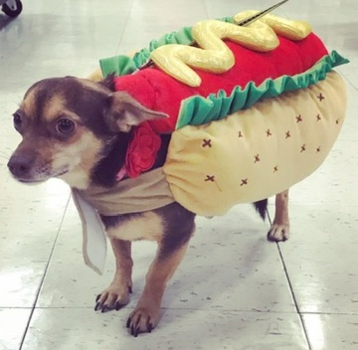 Meghan Chayka tweet media