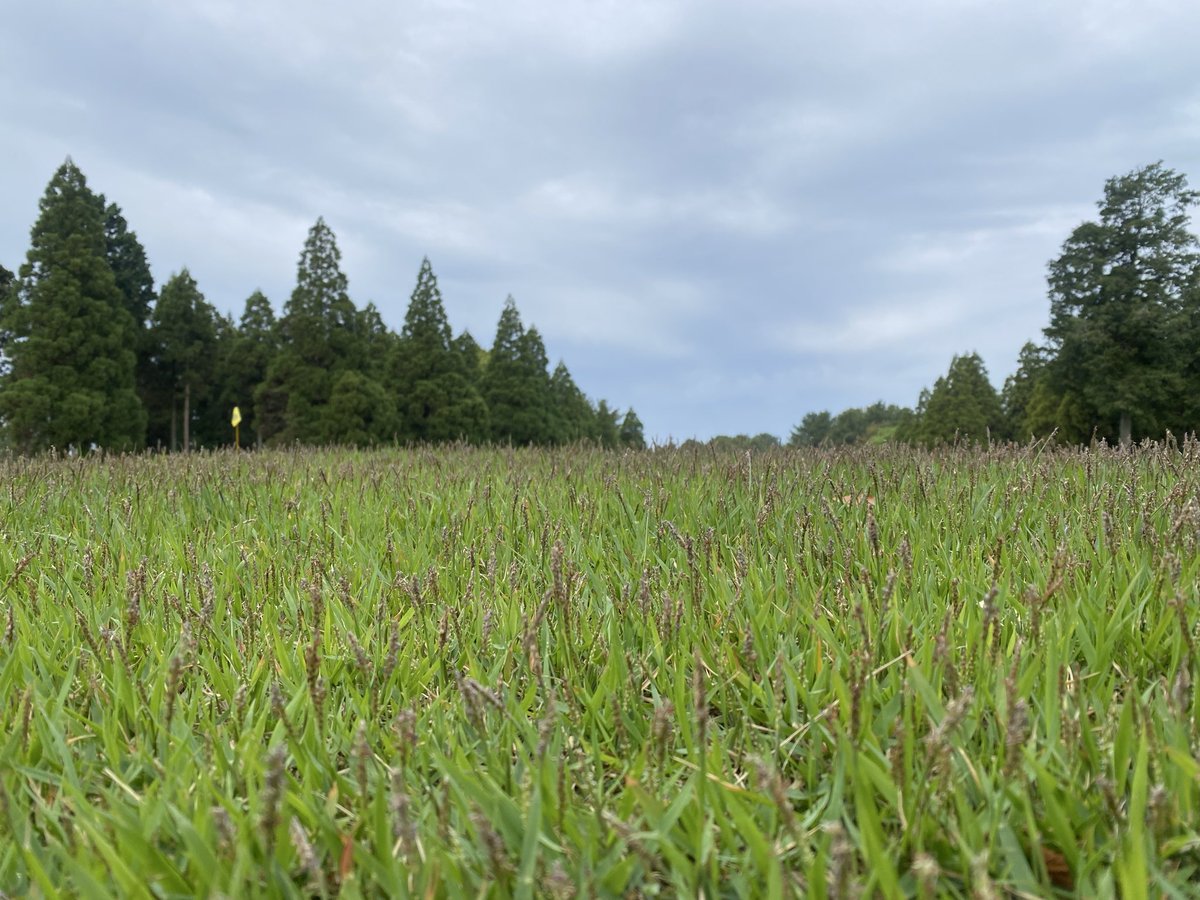 golf_ntv's tweet photo. CS放送 #日テレジータス では、#KKT杯バンテリンレディス 初日の１番ホールを生中継中⛳️ 解説・コースセッティングの山崎千佳代プロの優勝スコア予想は-15。
地上波では19日（日）ごご3:00～最終日を日テレ系全国ネットで放送です。
出るか？6年連続初優勝🏆 連覇なるか？ #佐久間朱莉  熊本県勢は？ https://t.co/MFppVlxCI7