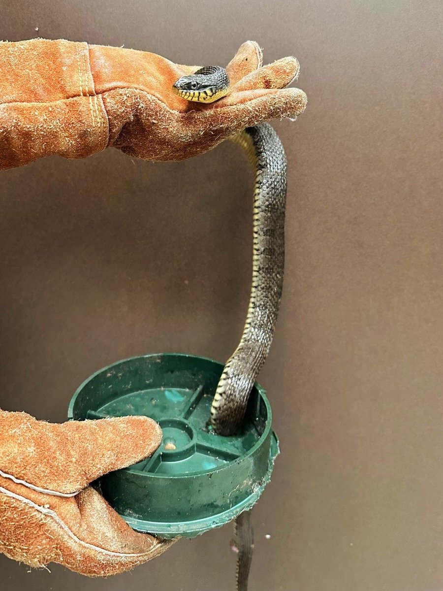 This Yellow-bellied Water Snake was found stuck in a lawn drain grate and safely freed by our team before being released. These snakes are non-venomous and commonly found in freshwater areas like ponds and bayous, where they help maintain balanced fish and amphibian populations.
