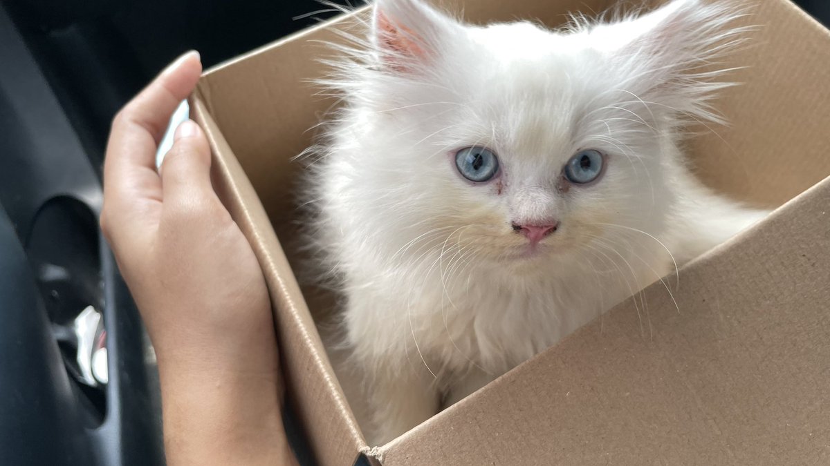 ルビー tweet media