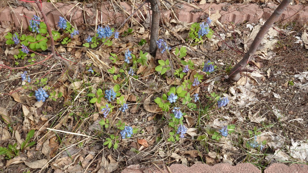 ばちがみ tweet media