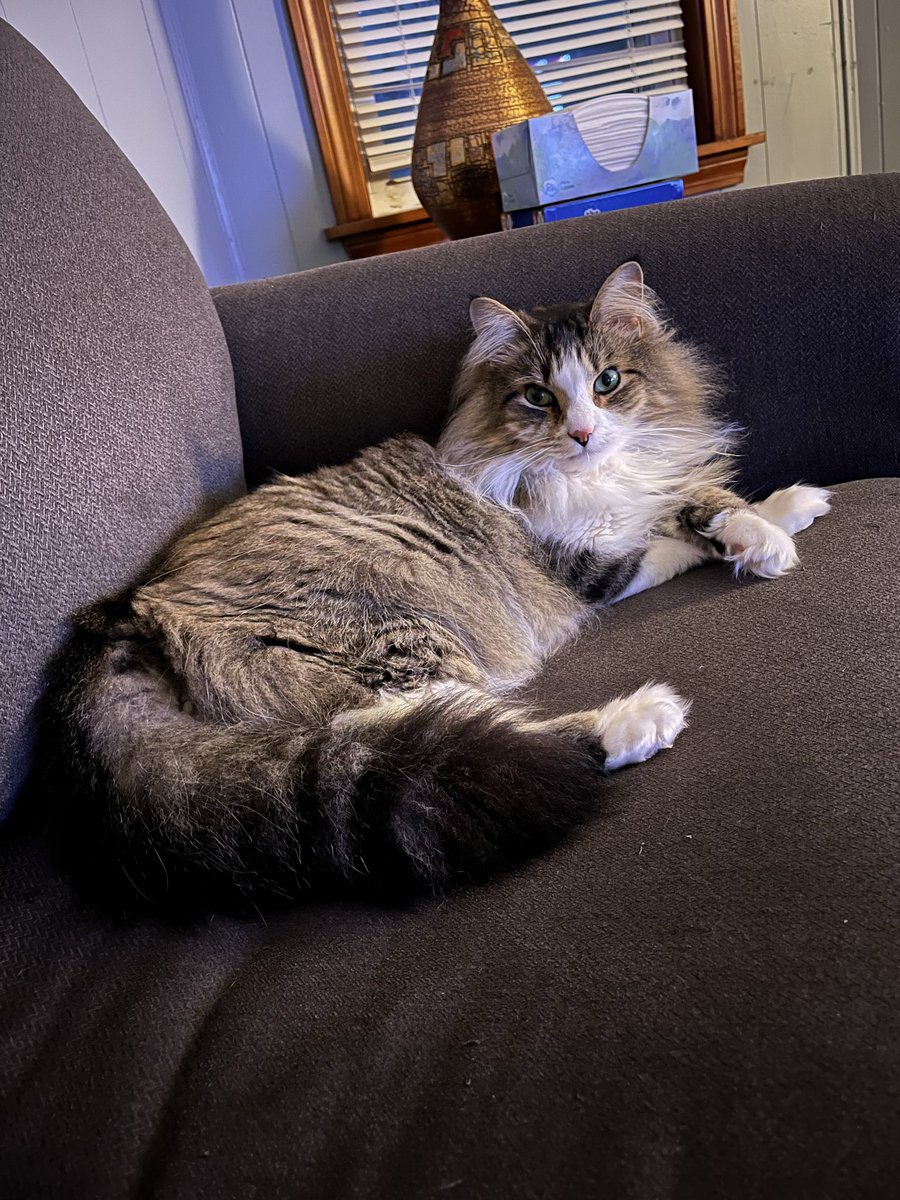 JdoubleL's tweet photo. It’s not even Caturday! https://t.co/n9rhFZdqVS