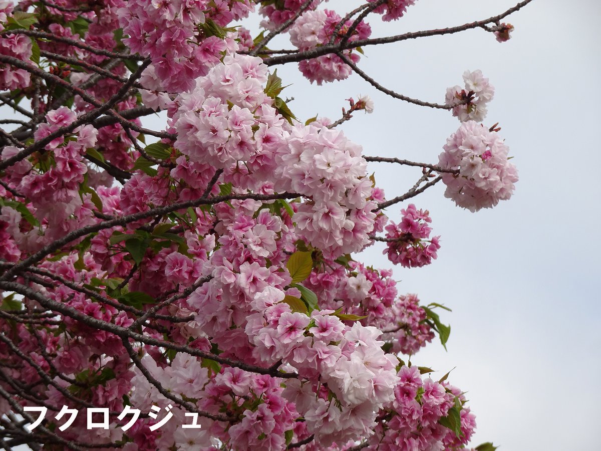 SG_info_kyokai's tweet image. #新宿御苑 4月17日 #桜 速報🌸
◎みごろ　太田桜
▼散りはじめたのでお早めに
天の川、一葉、妹背、鬱金、江戸、御衣黄、五所桜、関山、兼六園菊桜、松月、梅護寺数珠掛桜、福禄寿、普賢象、宝珠桜、増山
🌸今日で今年の桜速報は終了となります。ありがとうございました🙇
#八重桜 #cherryblossom
