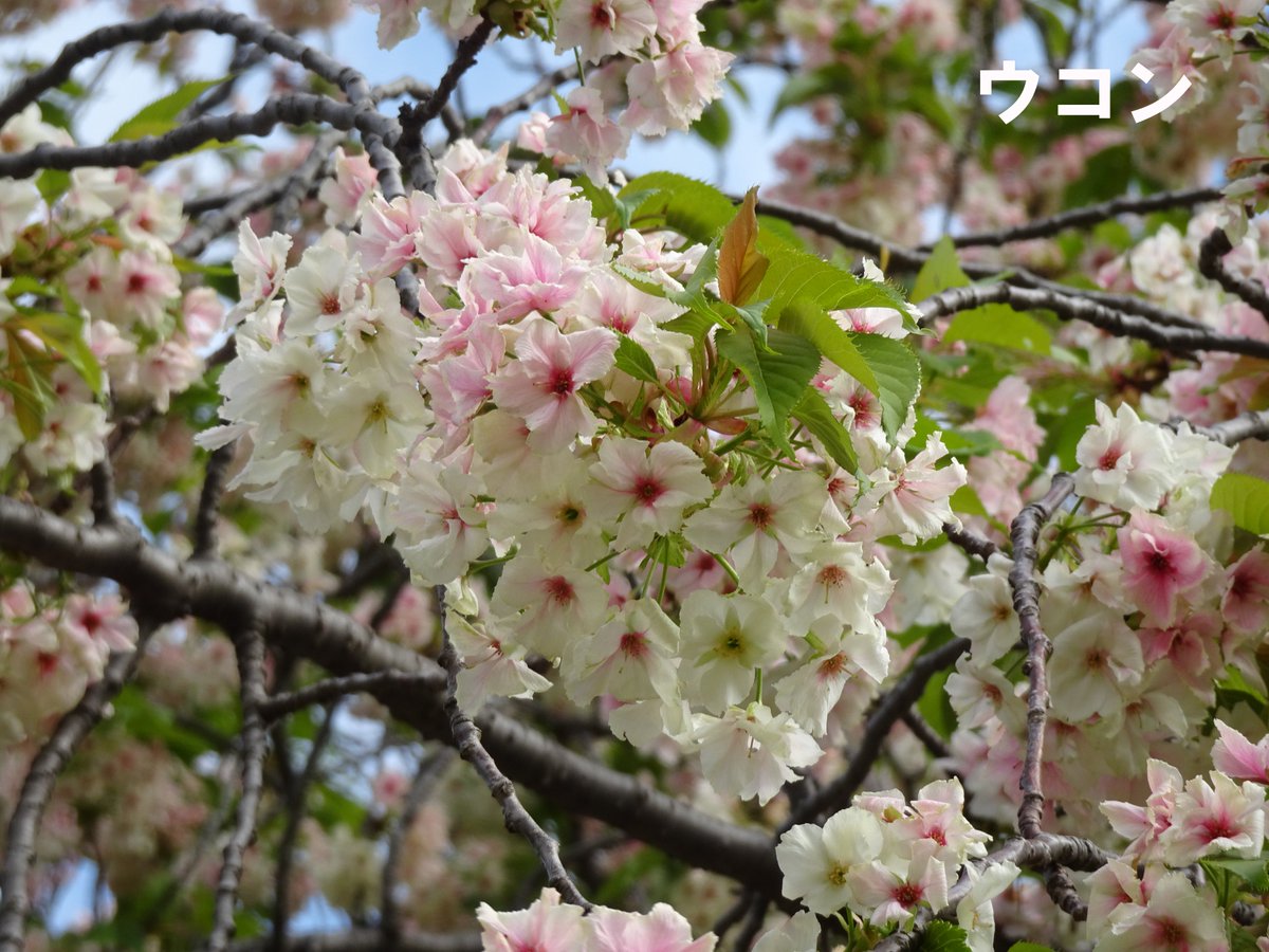 SG_info_kyokai's tweet image. #新宿御苑 4月17日 #桜 速報🌸
◎みごろ　太田桜
▼散りはじめたのでお早めに
天の川、一葉、妹背、鬱金、江戸、御衣黄、五所桜、関山、兼六園菊桜、松月、梅護寺数珠掛桜、福禄寿、普賢象、宝珠桜、増山
🌸今日で今年の桜速報は終了となります。ありがとうございました🙇
#八重桜 #cherryblossom