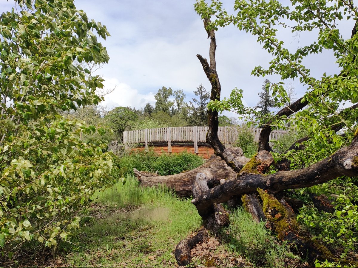 AmandaNicole487's tweet image. What a great day in 📍 Albany, Oregon! Visited the historic @AlbanyCarousel &amp;amp; museum &amp;amp; did some hiking in #TalkingWaterGardens, a wildlife sanctuary specifically built for natural water treatment &amp;amp; sustainability. So cool! #NatureReset #GetOutdoors #NaturePhotography