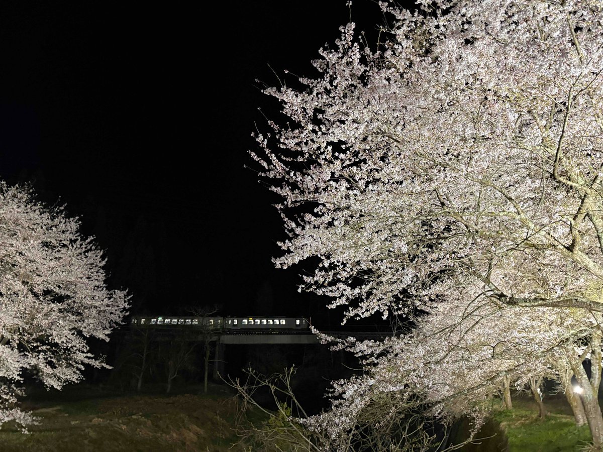 kaneyamaOkuaizu's tweet photo. 例年より少し早く、金山���では桜が見ごろを迎えています。
今年から横田地区の入り口、国道２５２号線の橋周辺の桜がライトアップされています。
タイミングよく列車と一緒に撮影することが出来ました！
(ライトアップの詳細はコメント欄にて） https://t.co/MMi9Jct31C