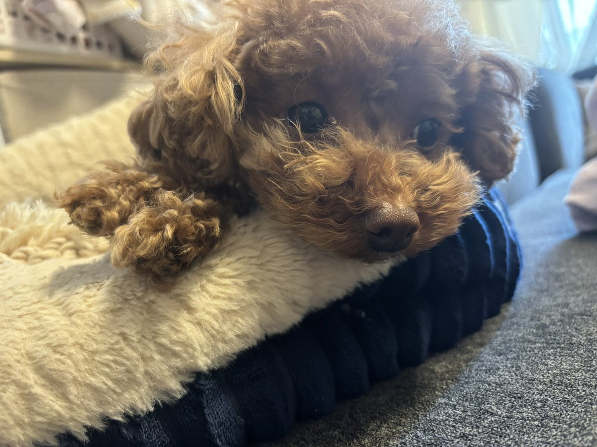 雪白めると｜ダークロマンス作家 tweet media