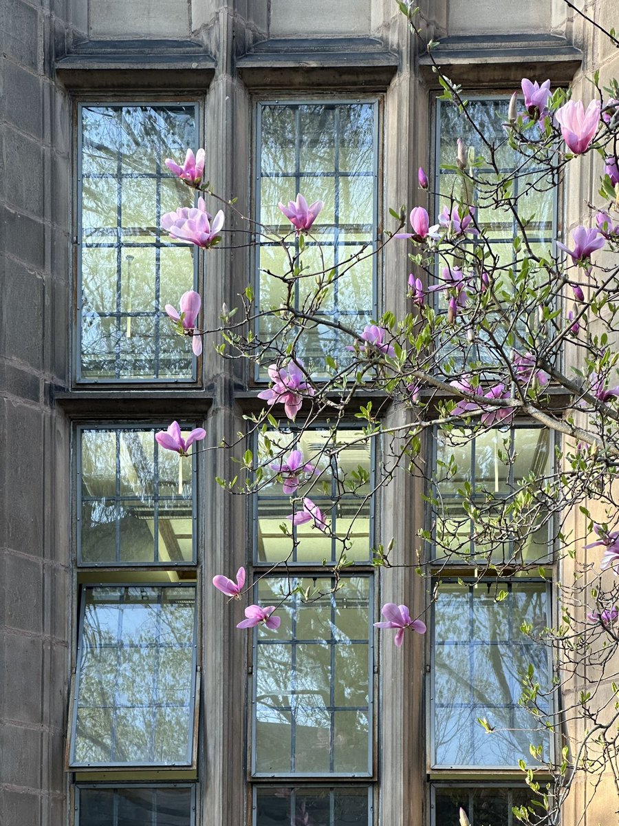 Phthalogen. tweet media