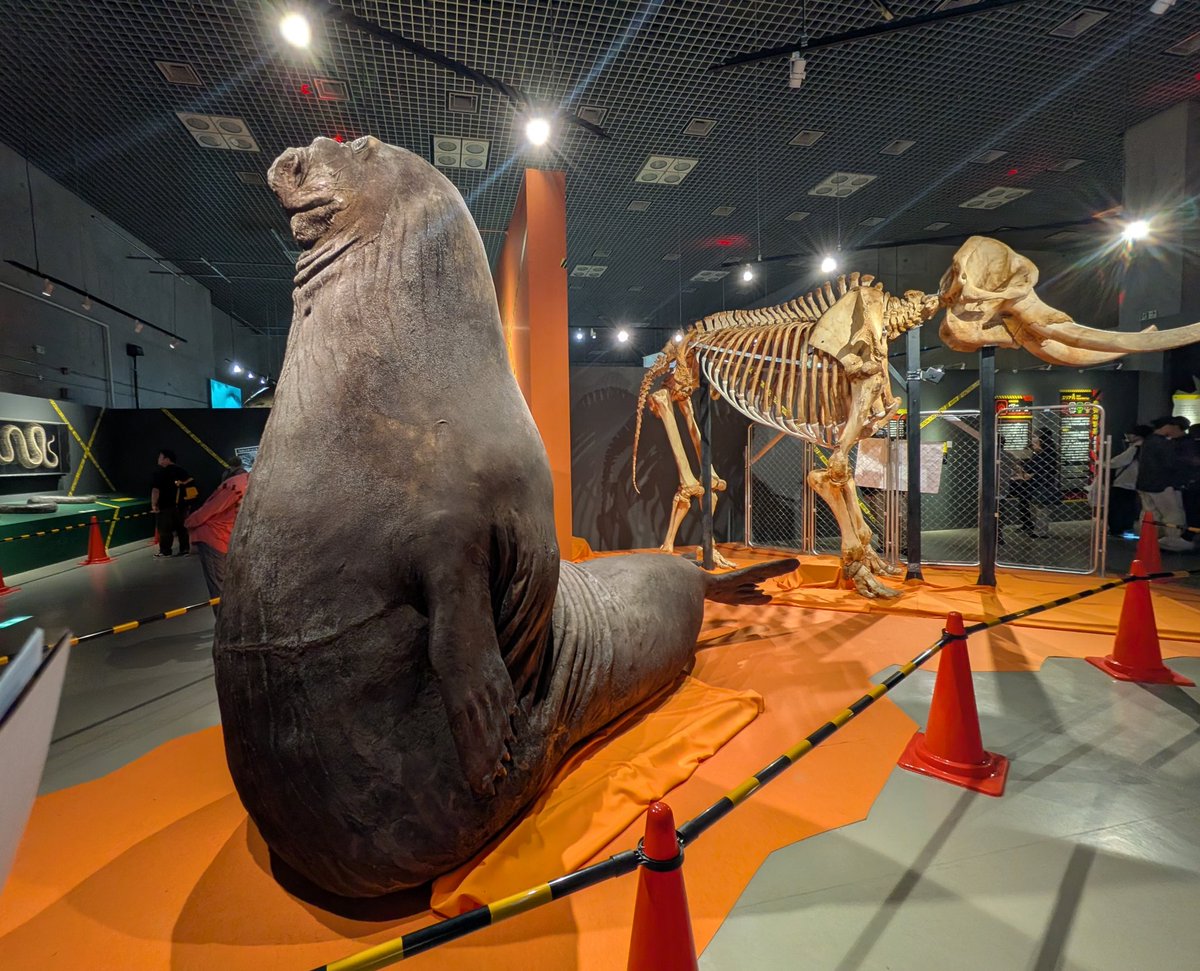 カチョ😇 tweet media