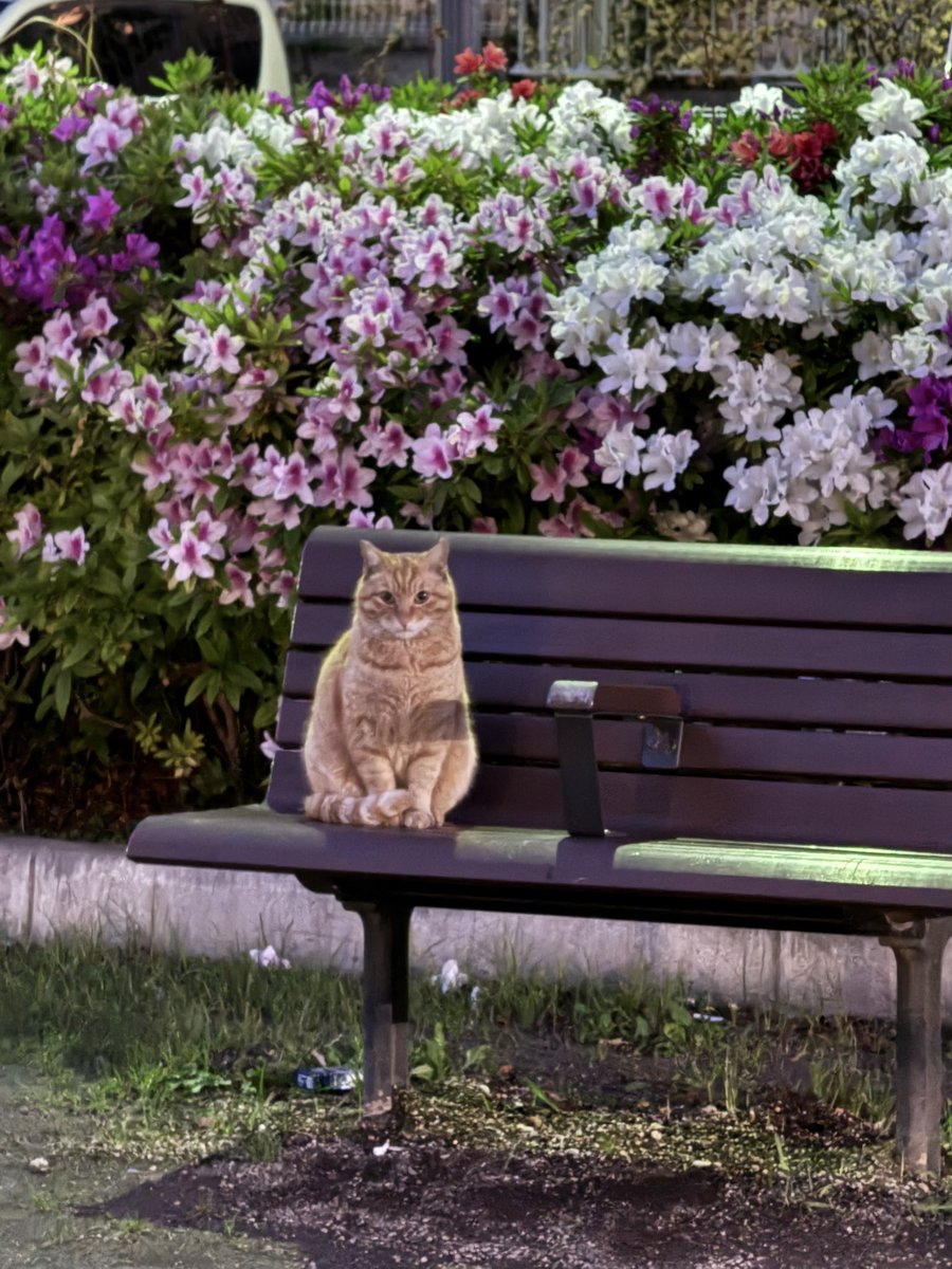 帝虎 金龍🐾 tweet media