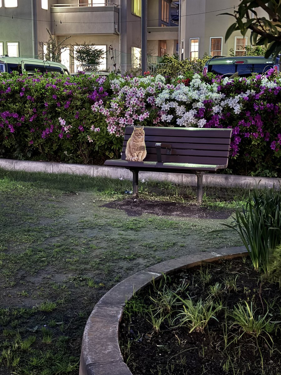 帝虎 金龍🐾 tweet media