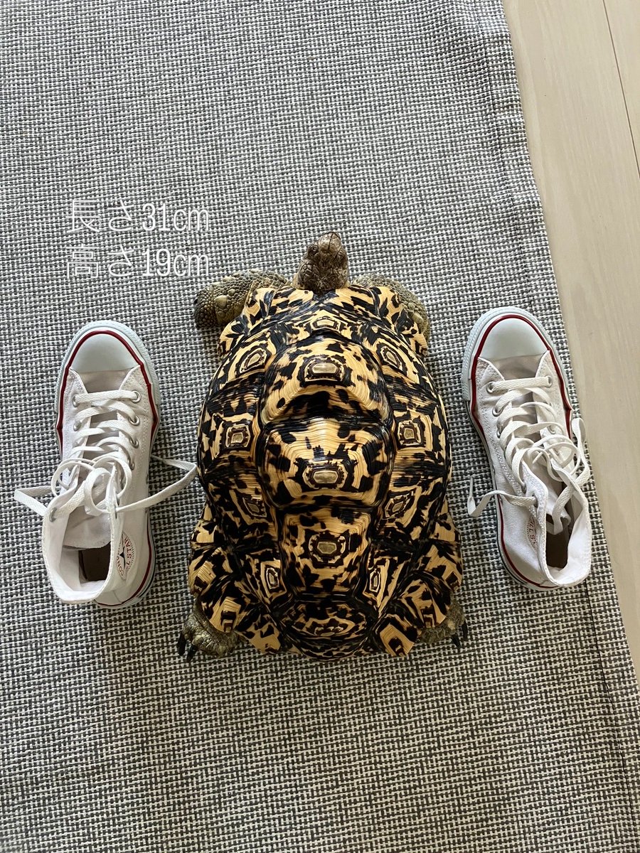 drone_bba's tweet photo. リクガメ🐢の点子
2年で体重が倍になってる！
我が家に来た時は手のひらサイズだったのに、、、
#リクガメ #爬虫類 https://t.co/ktbAaWsf8N