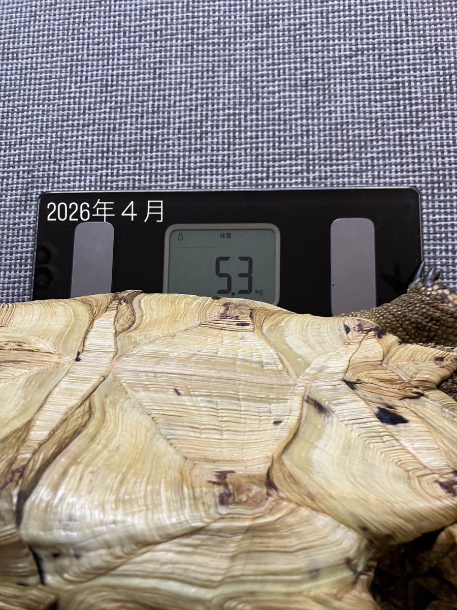 drone_bba's tweet photo. リクガメ🐢の点子
2年で体重が倍になってる！
我が家に来た時は手のひらサイズだったのに、、、
#リクガメ #爬虫類 https://t.co/ktbAaWsf8N