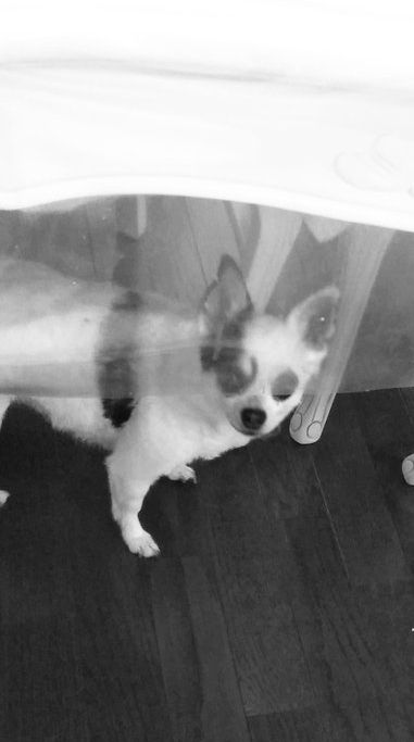 パンダママ tweet media